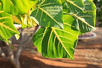 《Apex英雄》8月5日登陆任天堂Switch 2平台